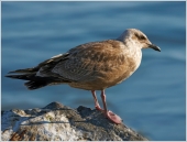 На камне На камне