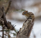 Хозяин тайги