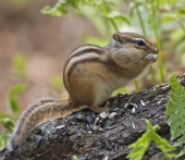 Бесплатный завтрак
