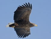 На широких крыльях