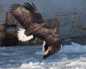 Драка в порту