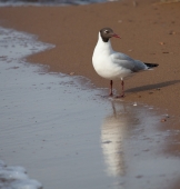 Не в своей стихии