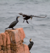 Не видишь-занято!