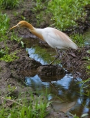 Как бы ноги не промочить...