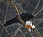 ПоZAVTRAкать совсем уж было собралась....