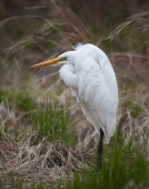Портрет египетской цапли