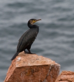 На красных камнях