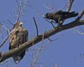 Поналетали тут всякие!