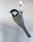 Яка ж синиця не любить сало?