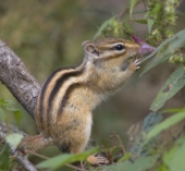 Вегетарианец