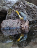 Охота горной трясогузки