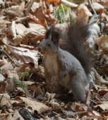 Адонис и белка