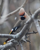 Свиристели прилетели