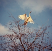 отрыв отрыв