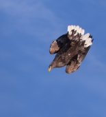 Крутое пике