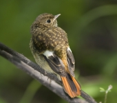 Горихвостенок