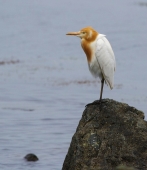 На берегу пустынных волн