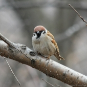 Понедельник - день тяжелый)