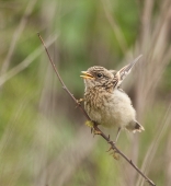 А мне летать охота! А мне летать охота!