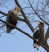 Родственники