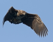 Зоркий глаз