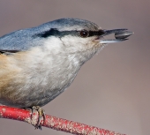 Портрет поползня