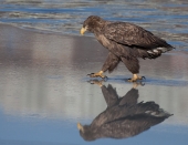 Пешком по воде