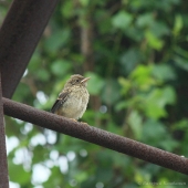 Маленький, но гордый птиц!