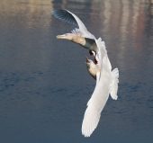 Полетели со  мной, птичка! Там вкусное дают!