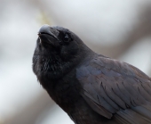 Портрет вороны