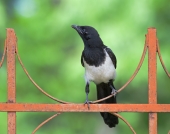 Просто сорока