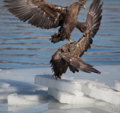 Кикбоксинг