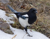 Капризная фотомодель