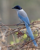 Голубая сорока