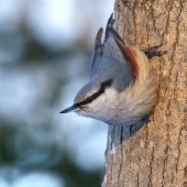 эквилибрист эквилибрист