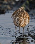 По лужам босиком