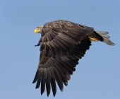 Мимолетный взгляд