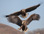 Прикрой, атакую!