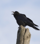 Жить-каРРРошо!