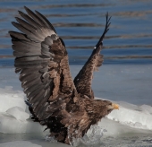 Будьте осторожны на льду! :)