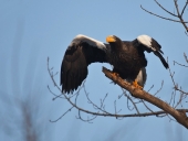 На взлет! На взлет!