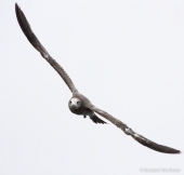 Молодая чернохвостая чайка