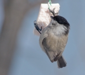 С Новым Годом и за  сбычу мечт!