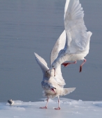 На чужой каравай