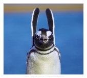 Руки вверх!