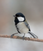 Малая синица Parus ater
