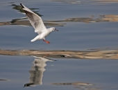 Белокрылая чайка...