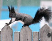 Изящная красавица