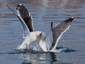 Давай бодаться!