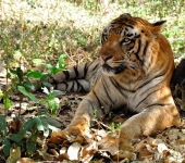 ТИГР, настоящий, не в клетке:)